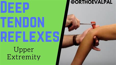 Deep Tendon Reflexes Response. The doctor testing nervous systems by a Reflex Hammer using knocking on the tendon in the knee area causing the shin to move automatically. Get this image for free. New customers can download this image at no cost with a risk-free trial. Learn more.